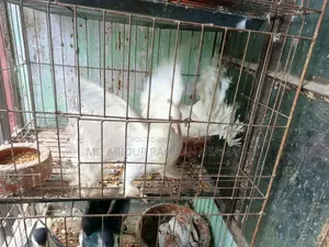 Indian (Fantail) Peacock Pigeon for Sale