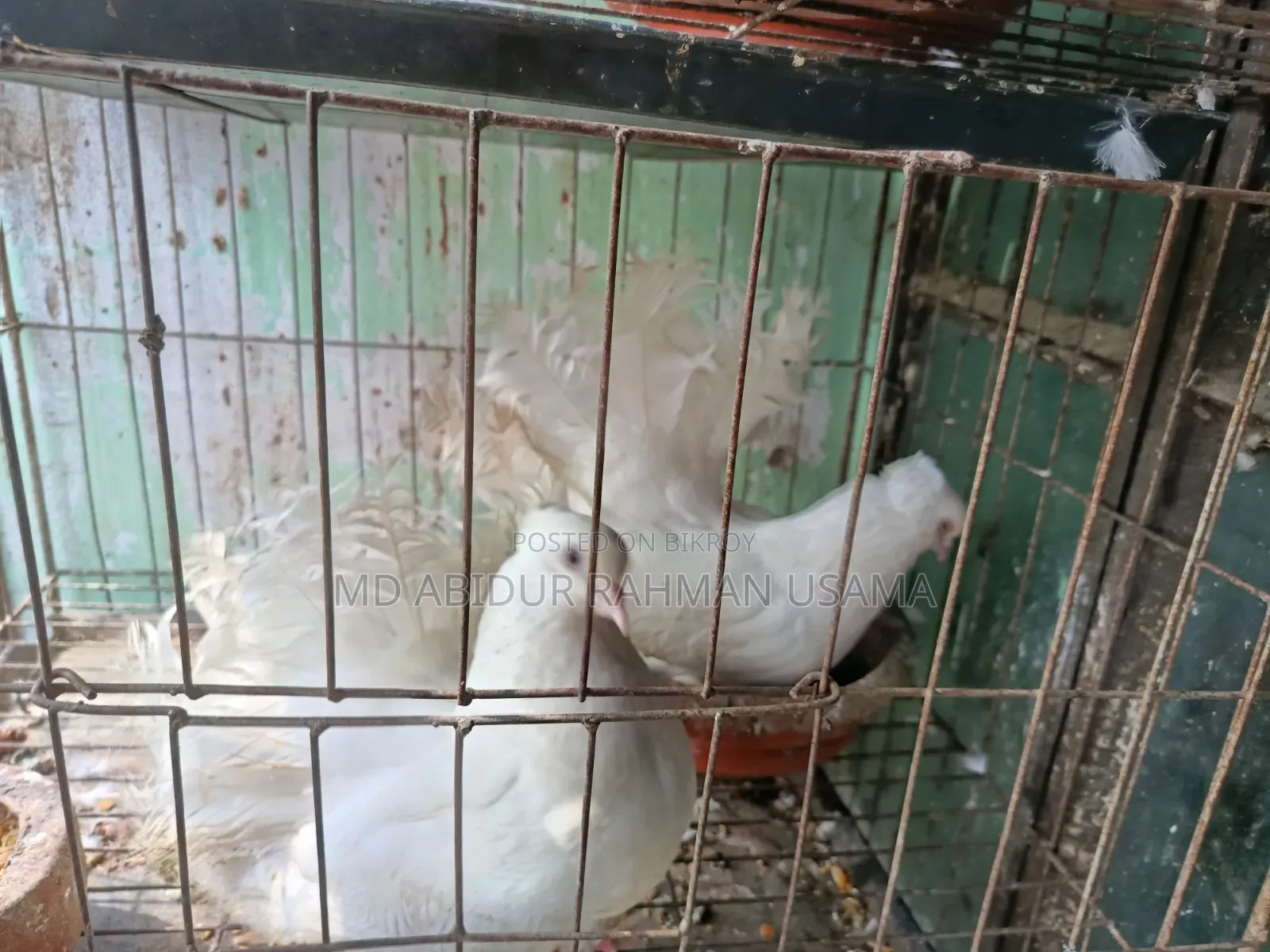 Indian (Fantail) Peacock Pigeon for Sale