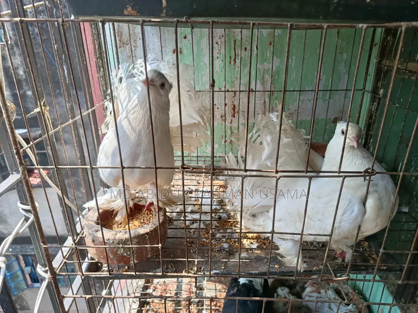 Indian (Fantail) Peacock Pigeon for Sale