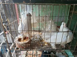 Indian (Fantail) Peacock Pigeon for Sale