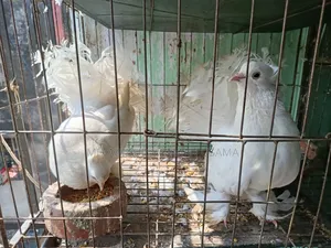 Indian (Fantail) Peacock Pigeon for Sale