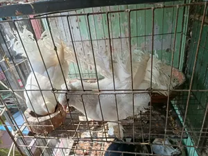 Indian (Fantail) Peacock Pigeon for Sale