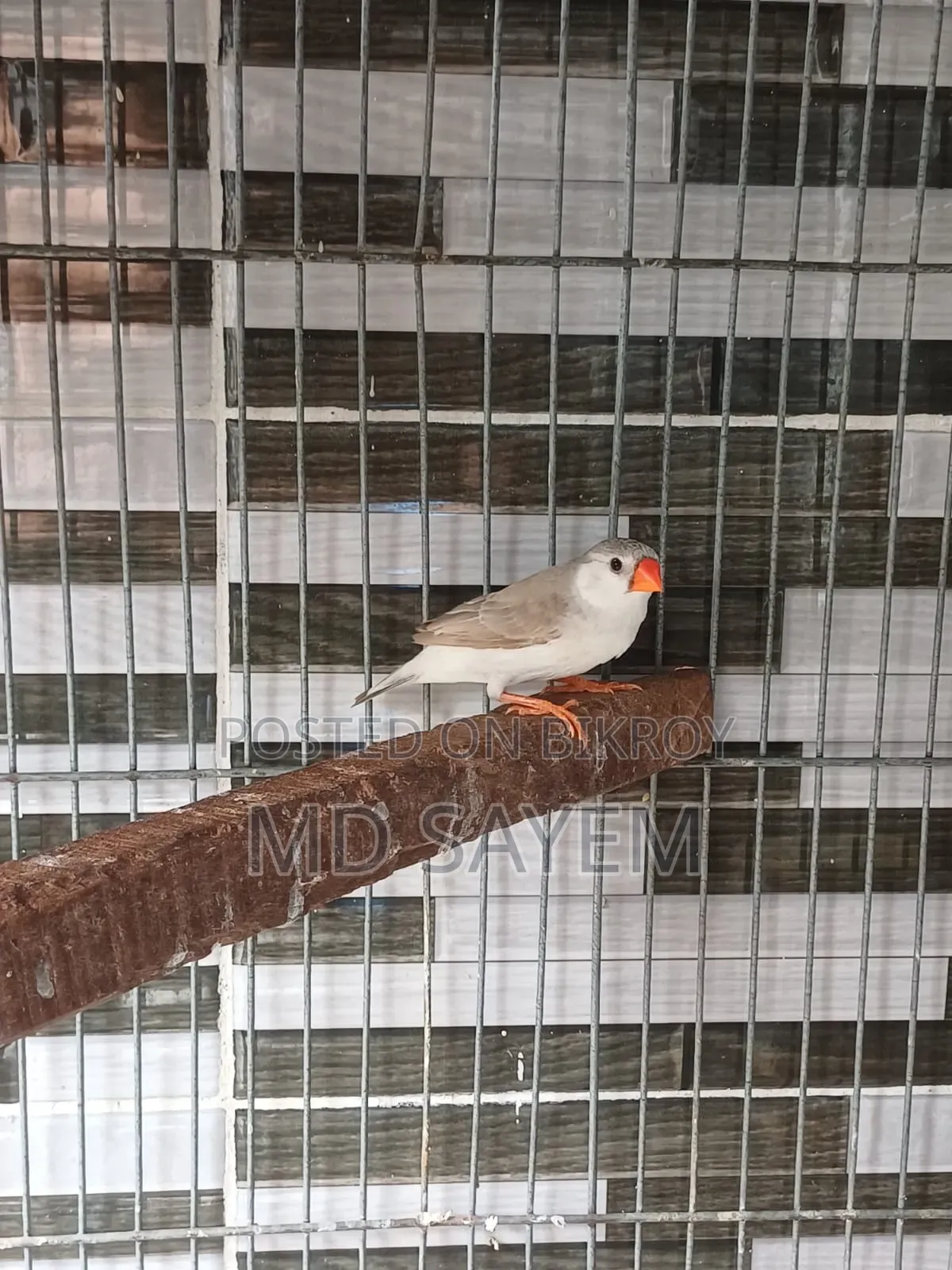 Finch Female
