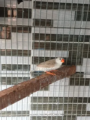 Finch Female