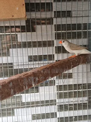 Finch Female