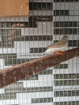 Finch Female