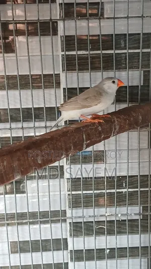 Finch Female