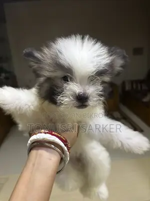 1-3 Months Female Purebred Lhasa Apso