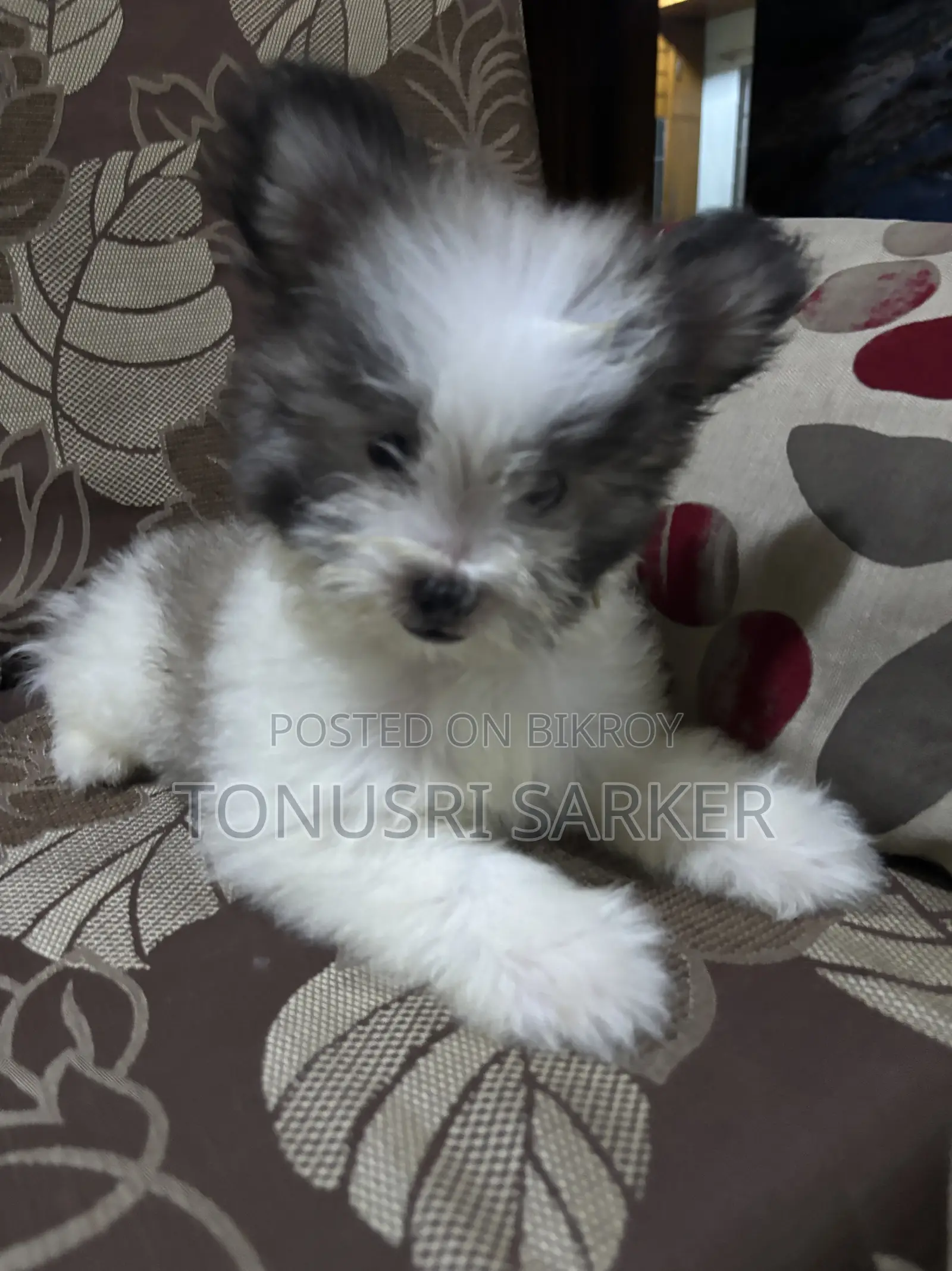1-3 Months Female Purebred Lhasa Apso
