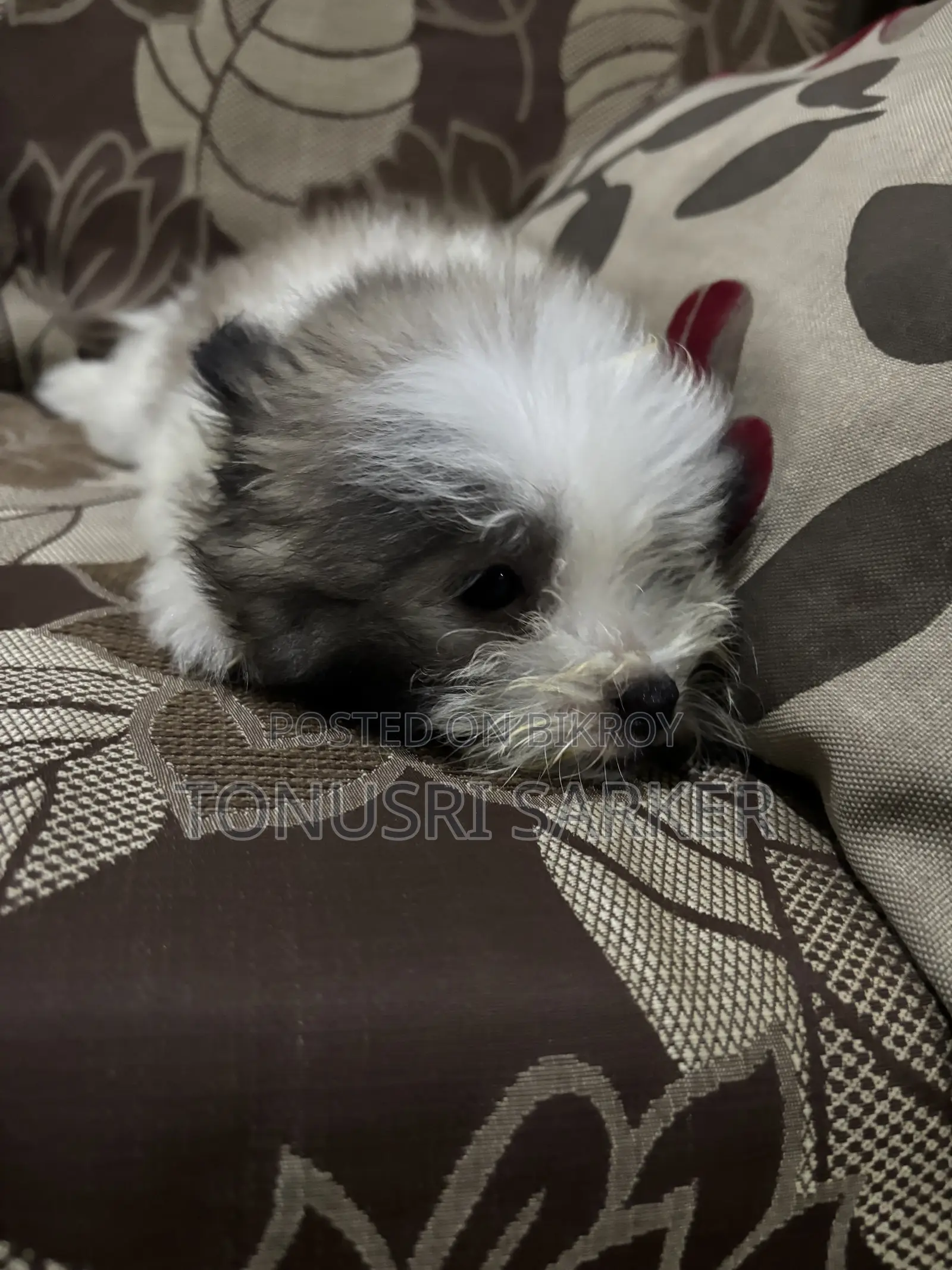 1-3 Months Female Purebred Lhasa Apso