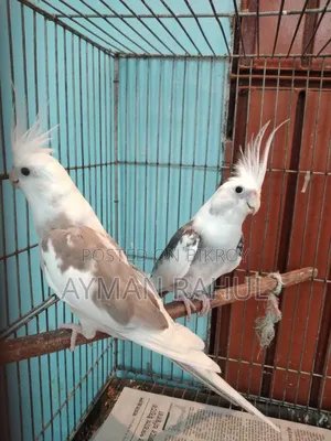 A pair of pet Cockatiel birds for sale