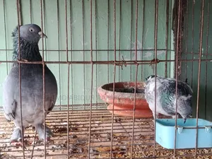 I have a pair of Bagha Silver pigeons.