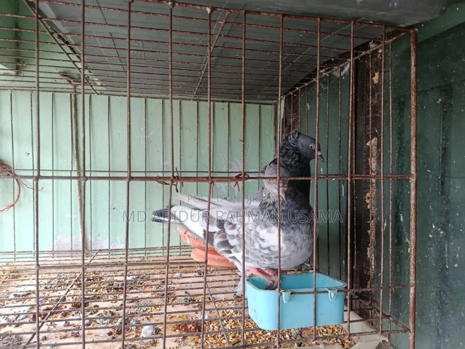 I have a pair of Bagha Silver pigeons.