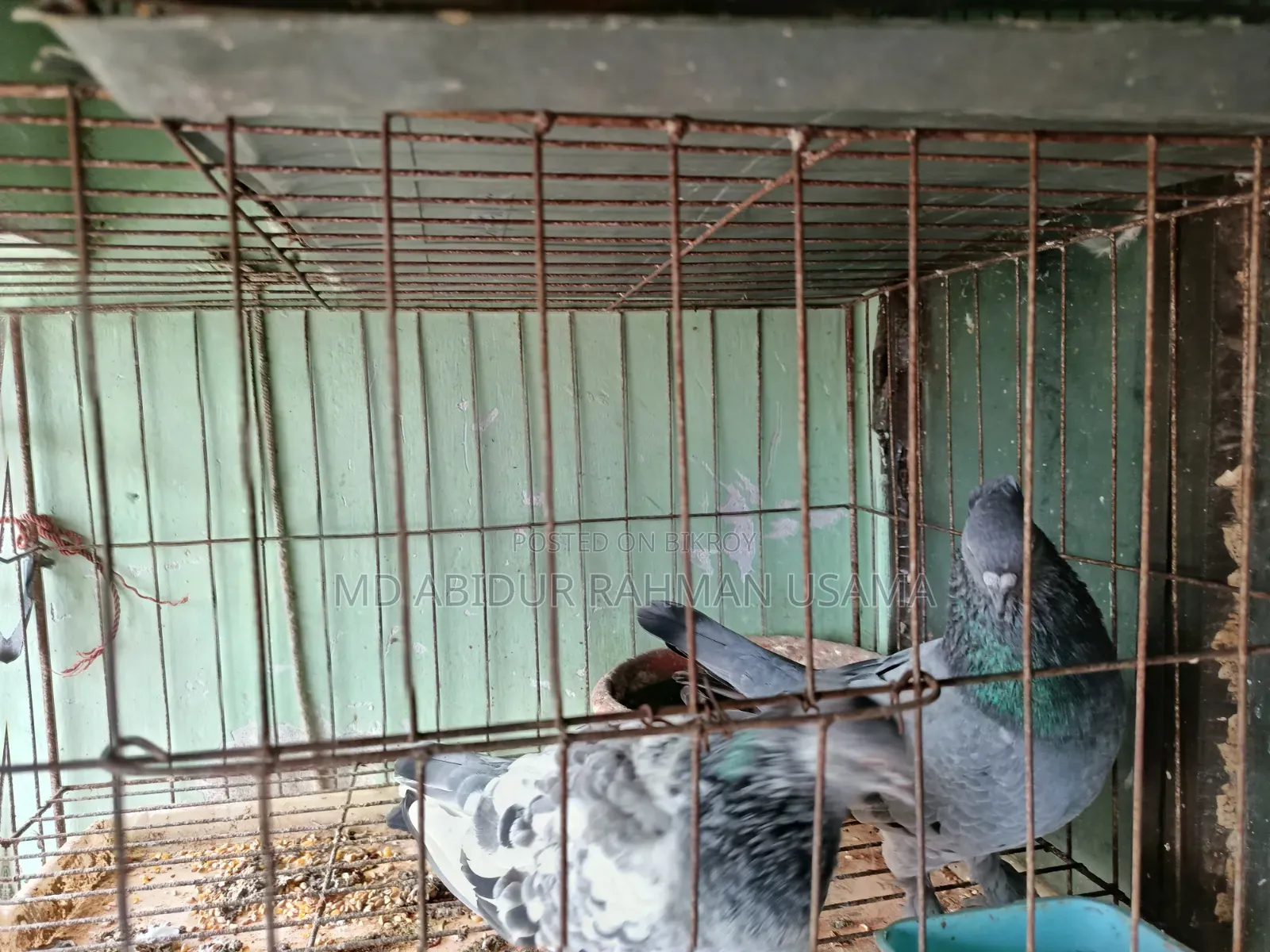I have a pair of Bagha Silver pigeons.