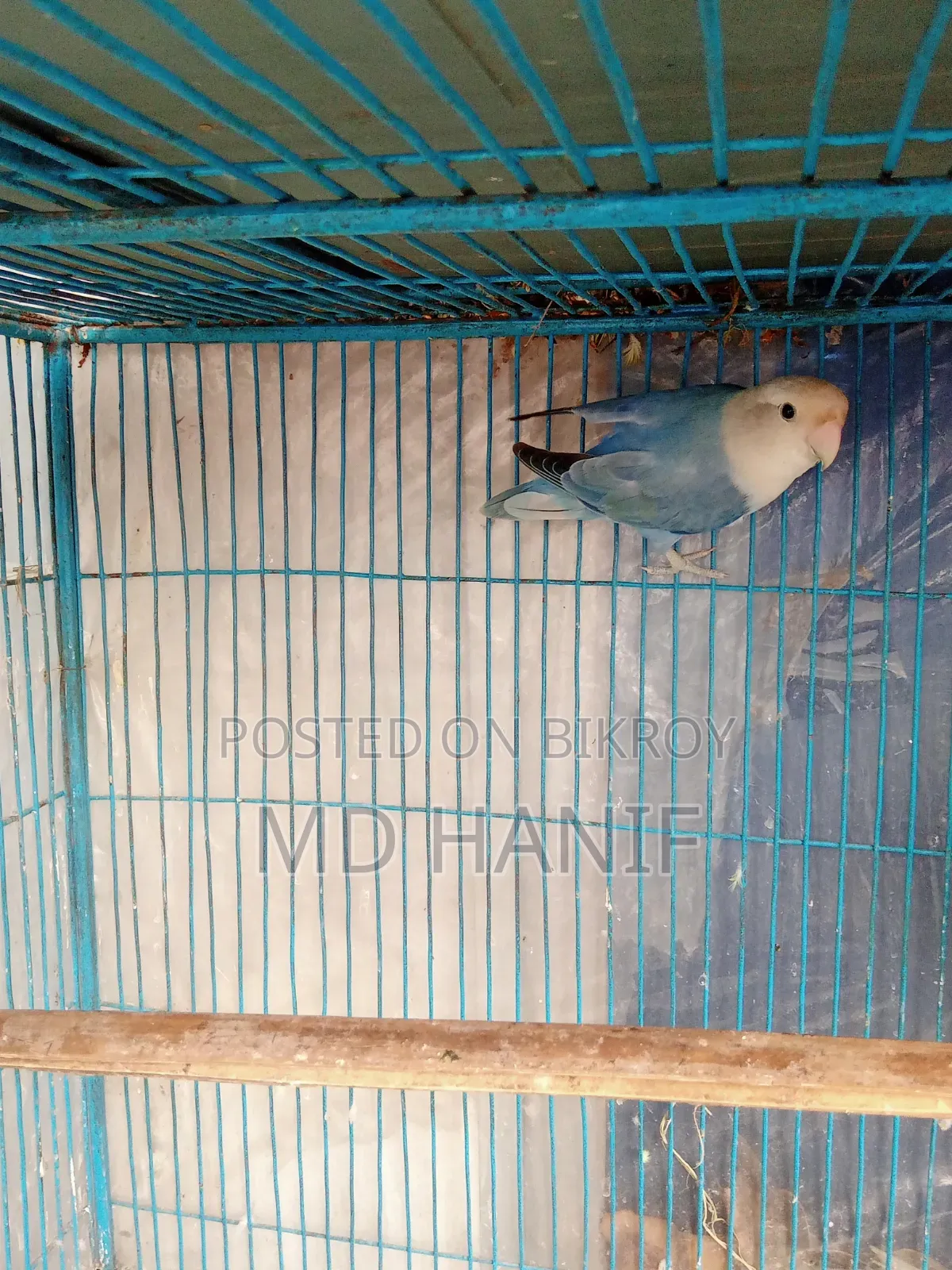 Love Bird Male for Sale