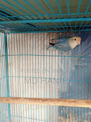 Love Bird Male for Sale