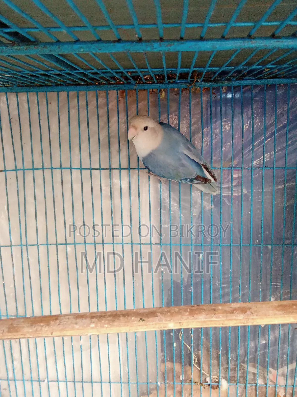 Love Bird Male for Sale