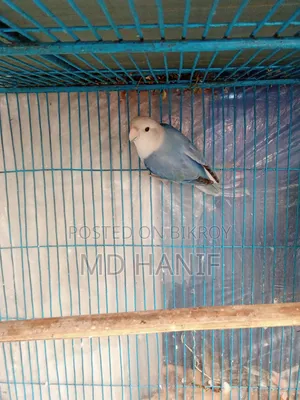 Love Bird Male for Sale