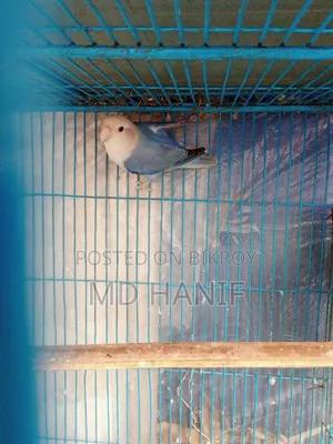 Love Bird Male for Sale