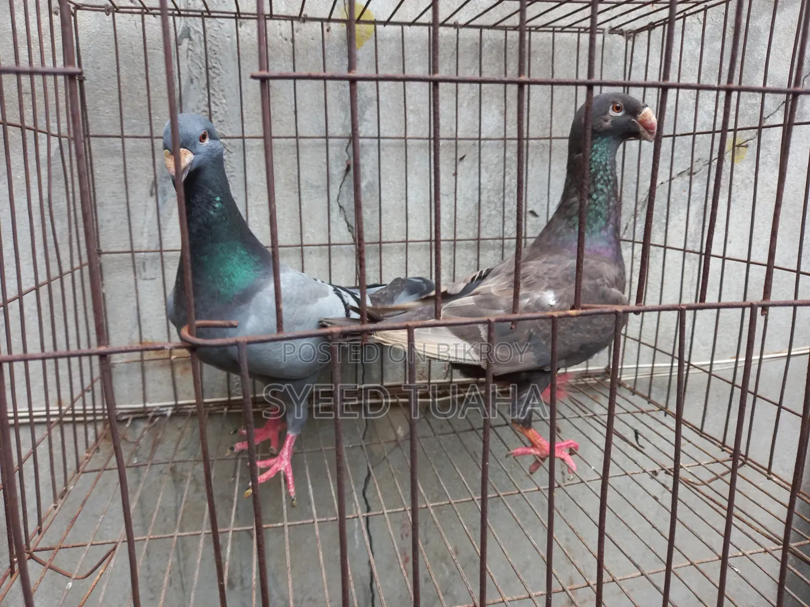 Beauty Homa Pigeon