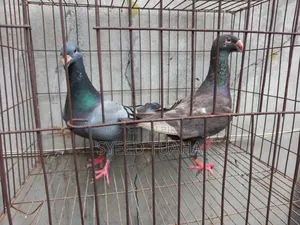 Beauty Homa Pigeon