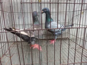 Beauty Homa Pigeon