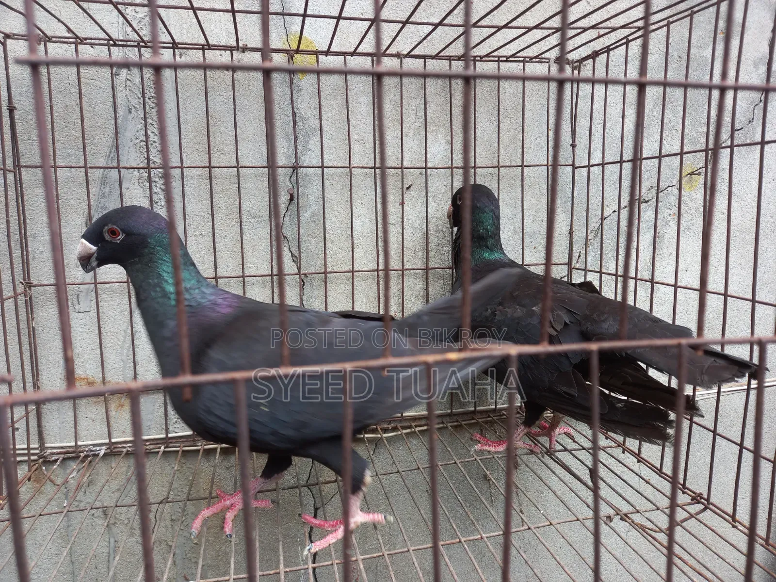 Beauty Homa Pigeon