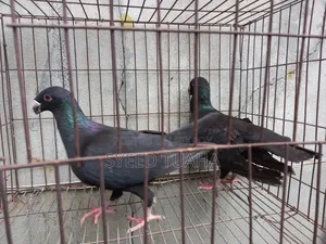 Beauty Homa Pigeon
