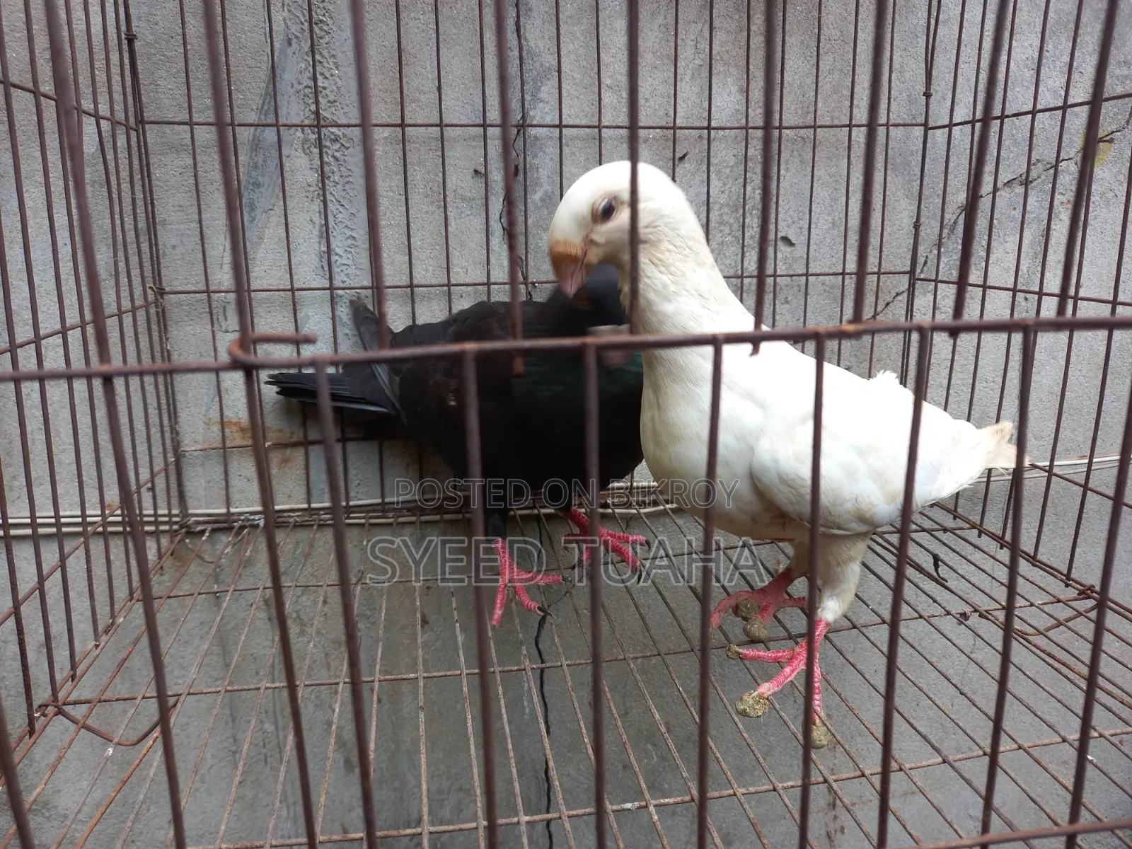 Beauty Homa Pigeon