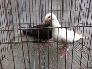 Beauty Homa Pigeon