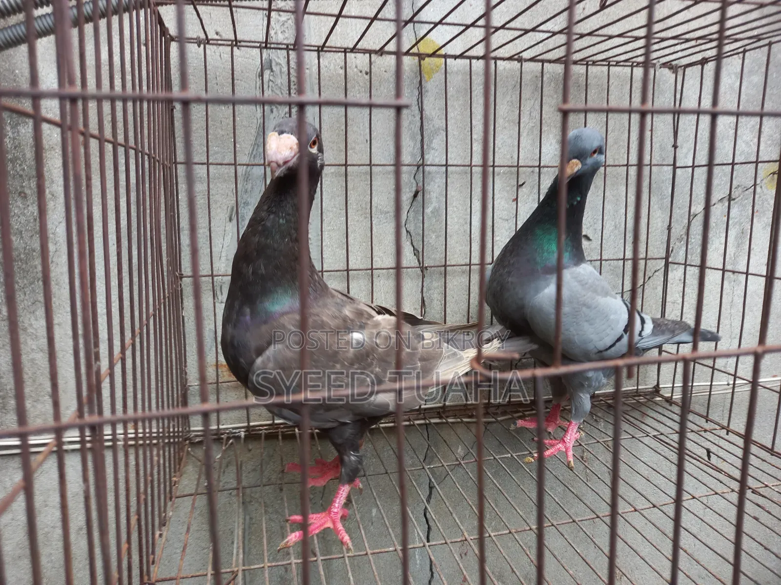 Beauty Homa Pigeon