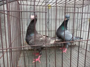 Beauty Homa Pigeon