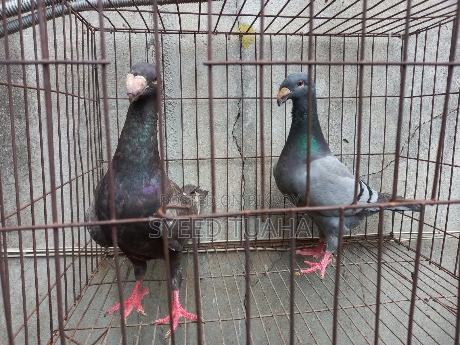 Beauty Homa Pigeon