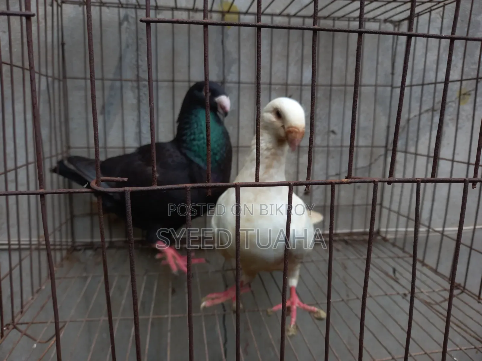 Beauty Homa Pigeon