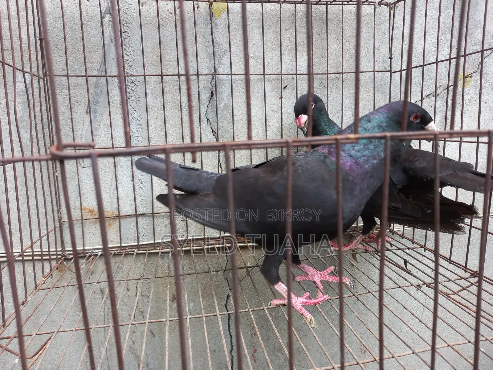 Beauty Homa Pigeon
