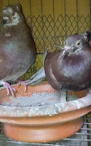 Red Deshi Golla Pair