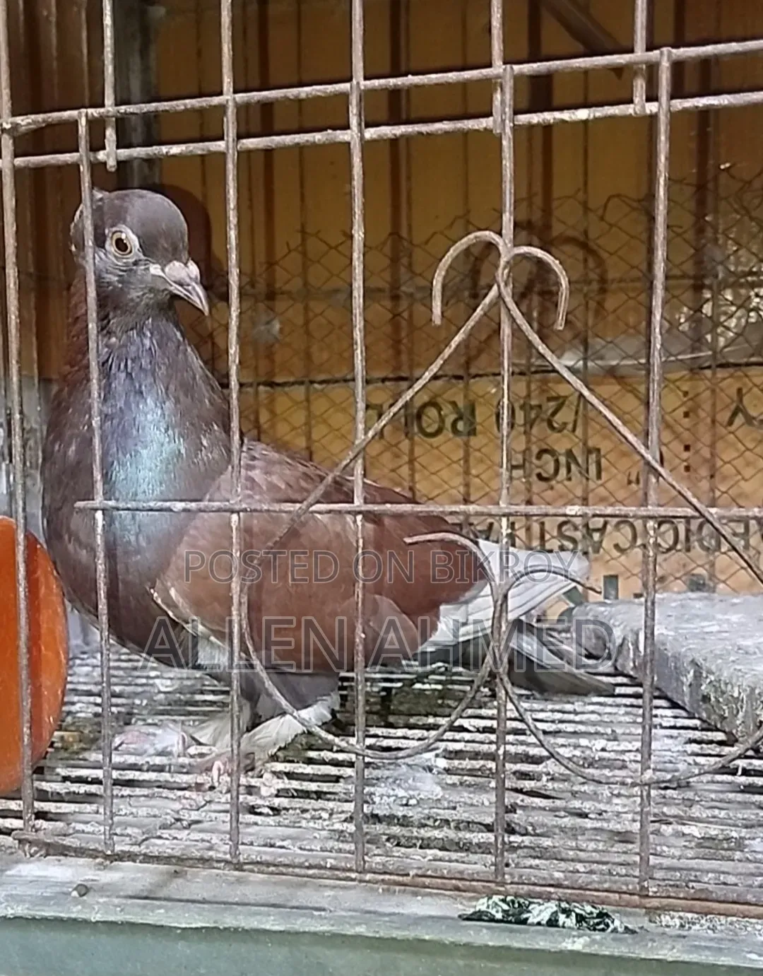 Red Deshi Golla Pair