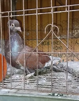 Red Deshi Golla Pair