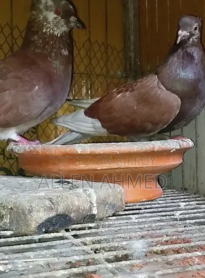 Red Deshi Golla Pair