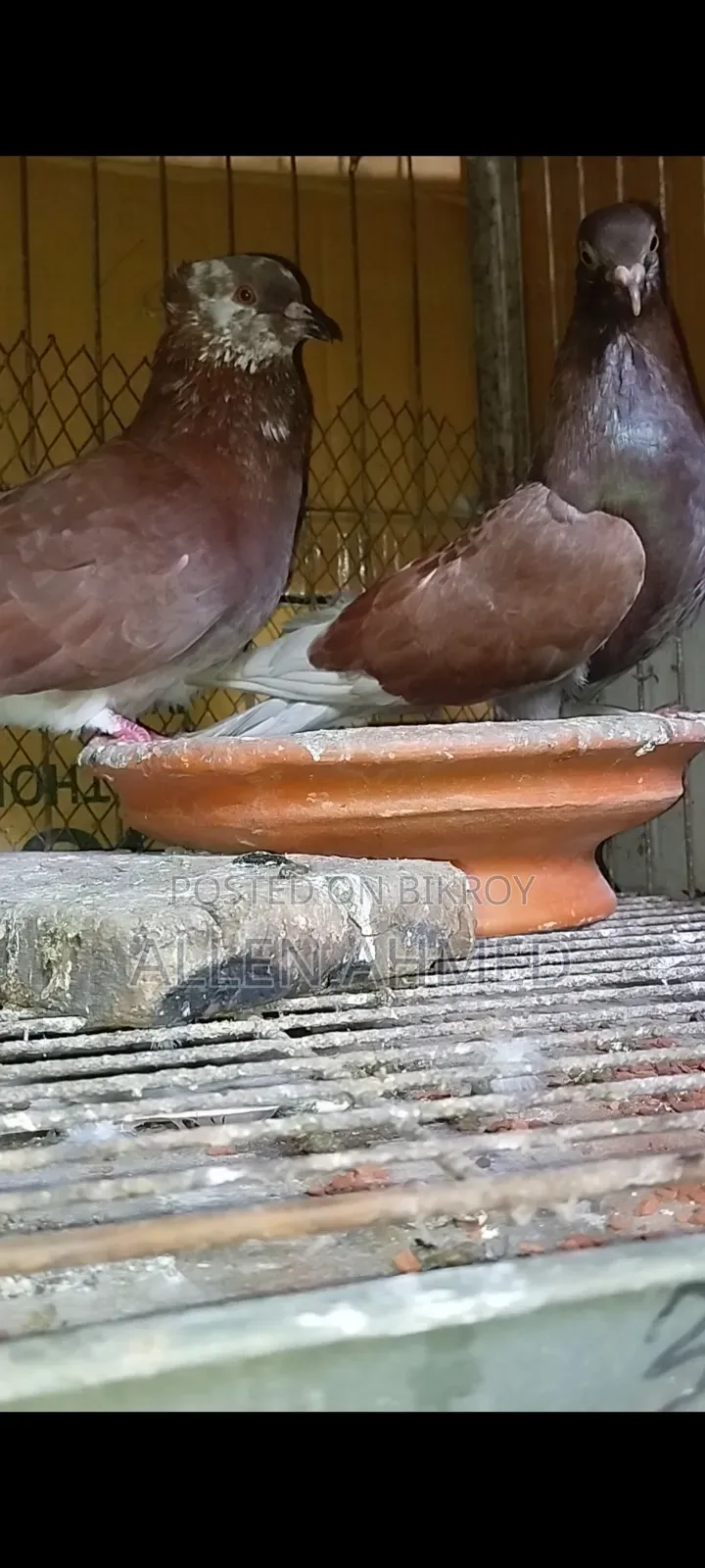 Red Deshi Golla Pair