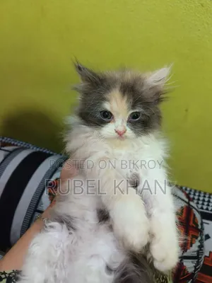 1-3 months Female Purebred Exotic