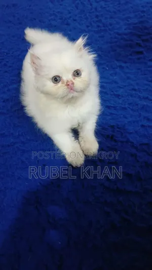 ১-৩ মাস বয়সী ফিমেল পিওরব্রেড এক্সোটিক