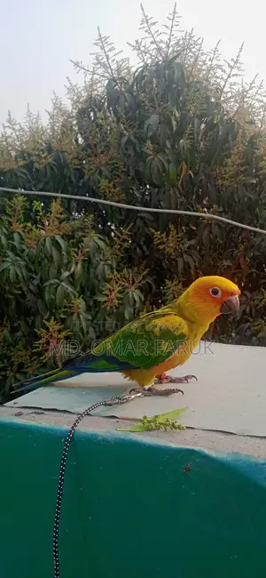 Sun Conure Yellow Dominant (6 months) Urgent Sale