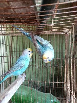 Full Adult Running Pair