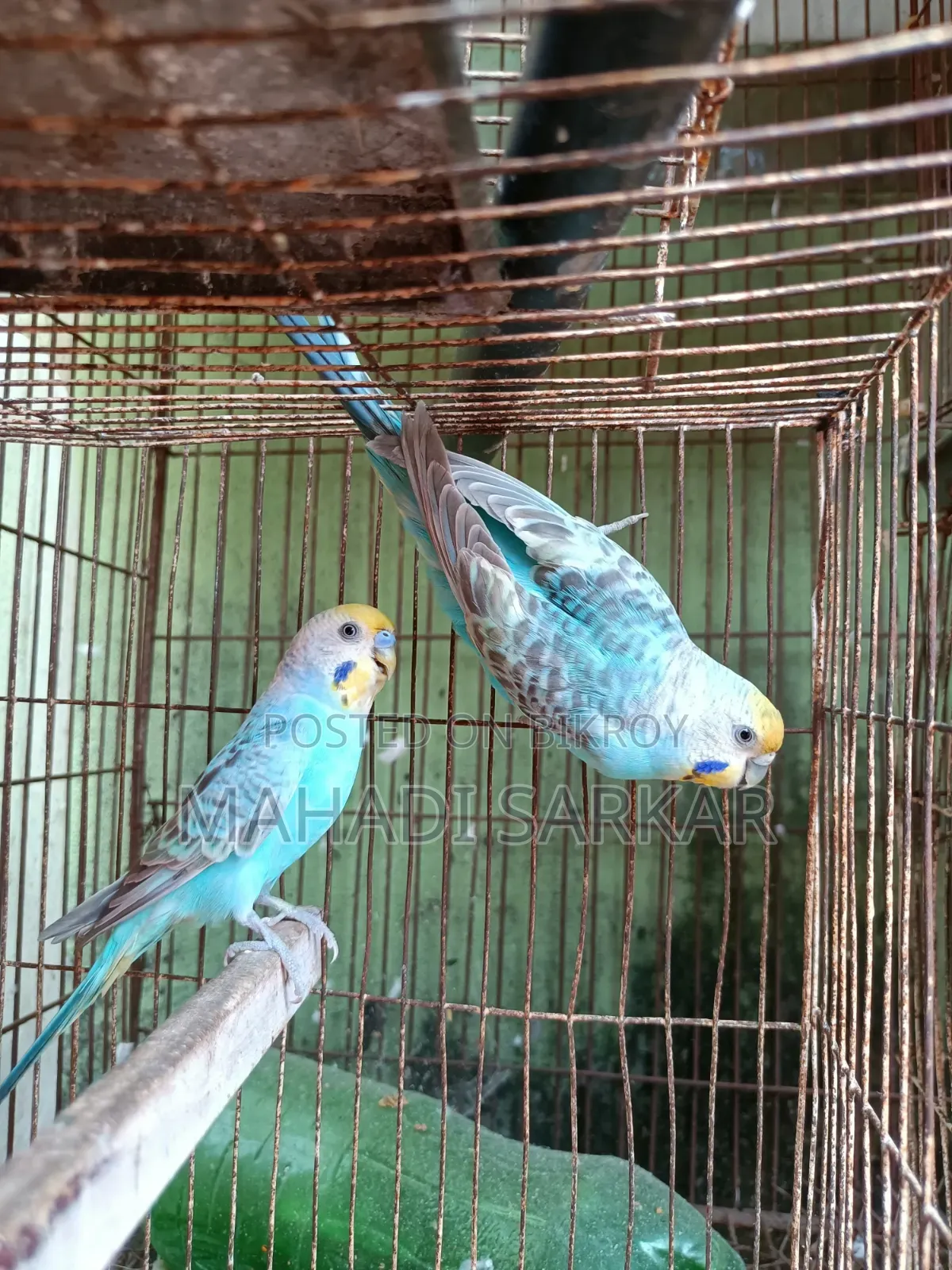 Full Adult Running Pair