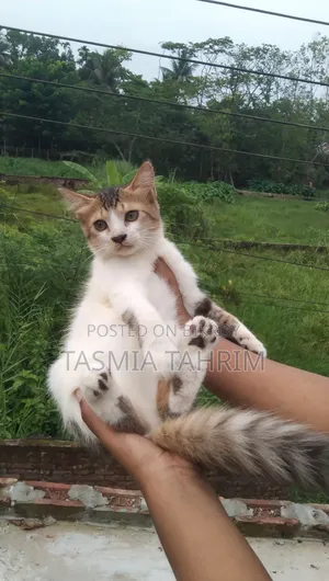1-3 months Male Mixed Breed Cat