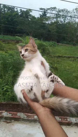 1-3 Months Male Mixed Breed Cat