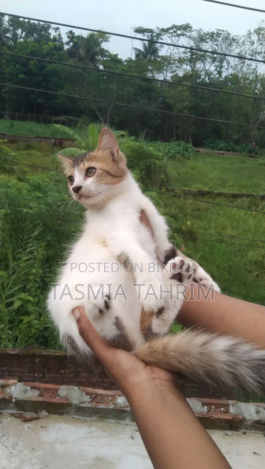 1-3 Months Male Mixed Breed Cat