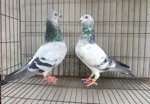 Racer Pigeons