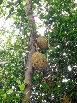 Local Ripe Jackfruit
